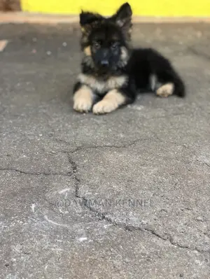 1-3 Month Male Purebred German Shepherd