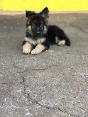 1-3 Month Male Purebred German Shepherd