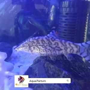Yoyo Loach, Aquarium Fish - thumbnail 2