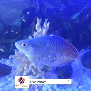Murray River Rainbow, Aquarium Fish - thumbnail 2