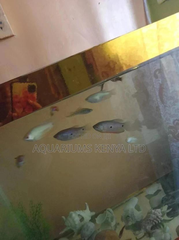 Fancy Gouramis - main view