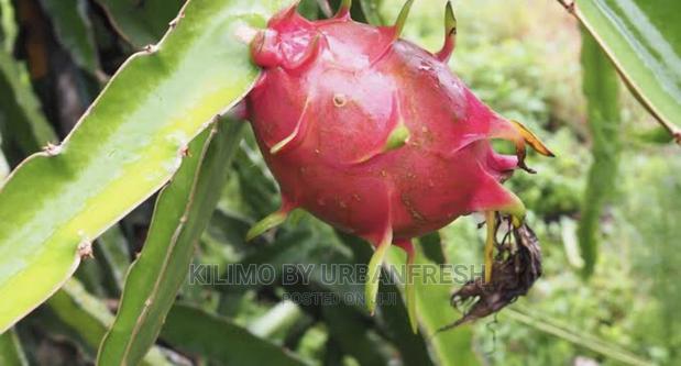 Dragon Fruit Suckers / Seedlings. - main view