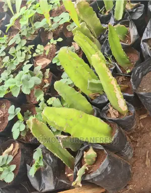 Dragon Fruit Suckers / Seedlings.