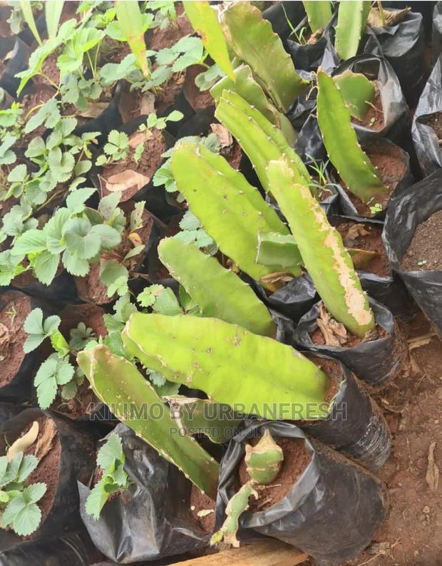 Dragon Fruit Suckers / Seedlings. - thumbnail 2