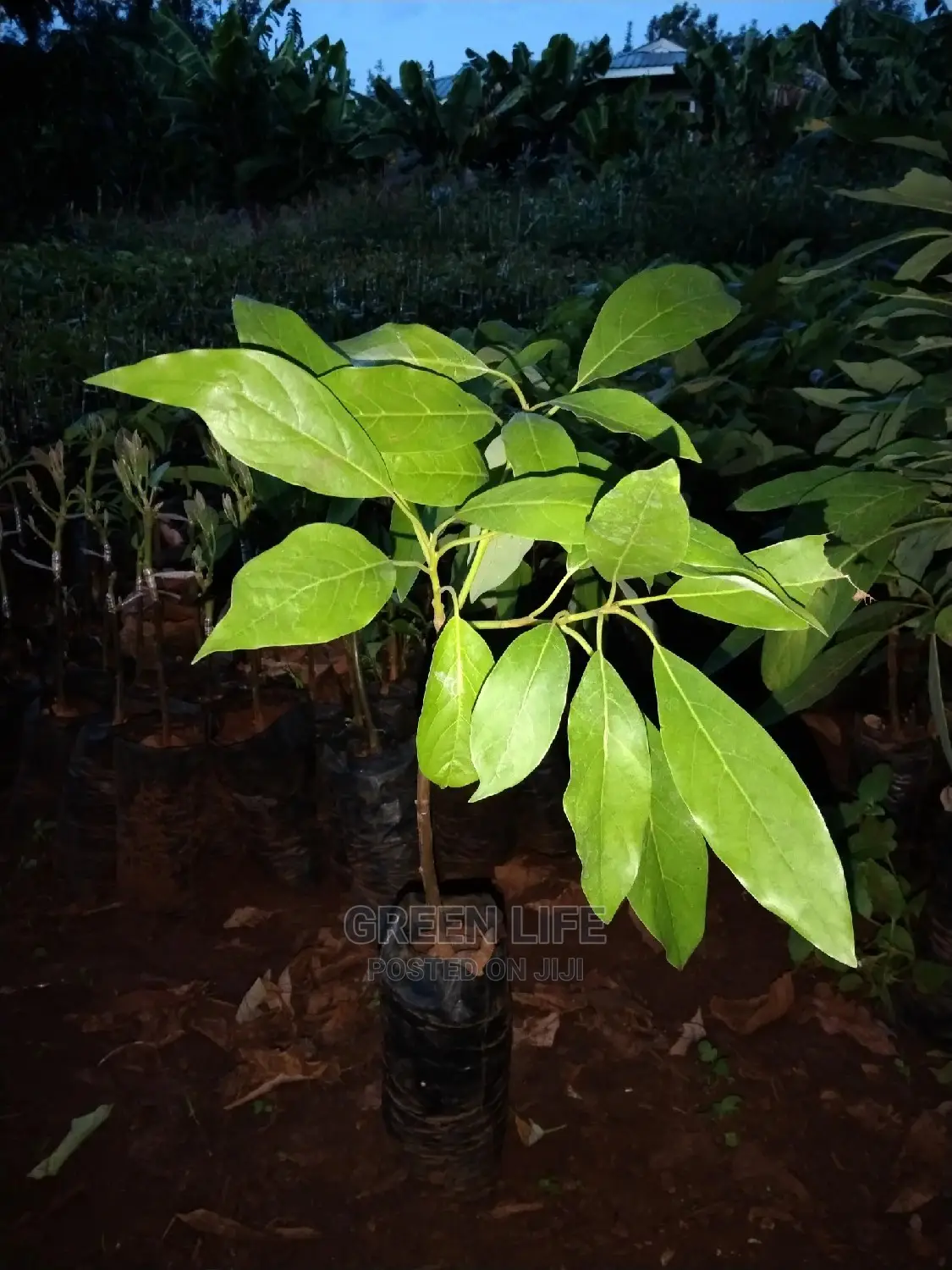 Hass Grafted Avocado Seedlings