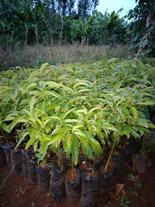 Hass Grafted Avocado Seedlings - thumbnail 3