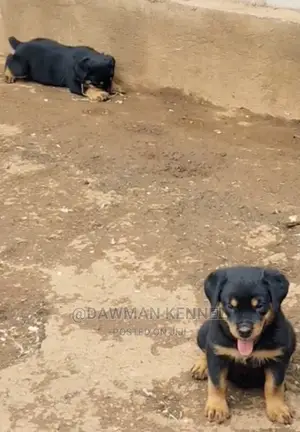 1-3 Month Male Purebred Rottweiler