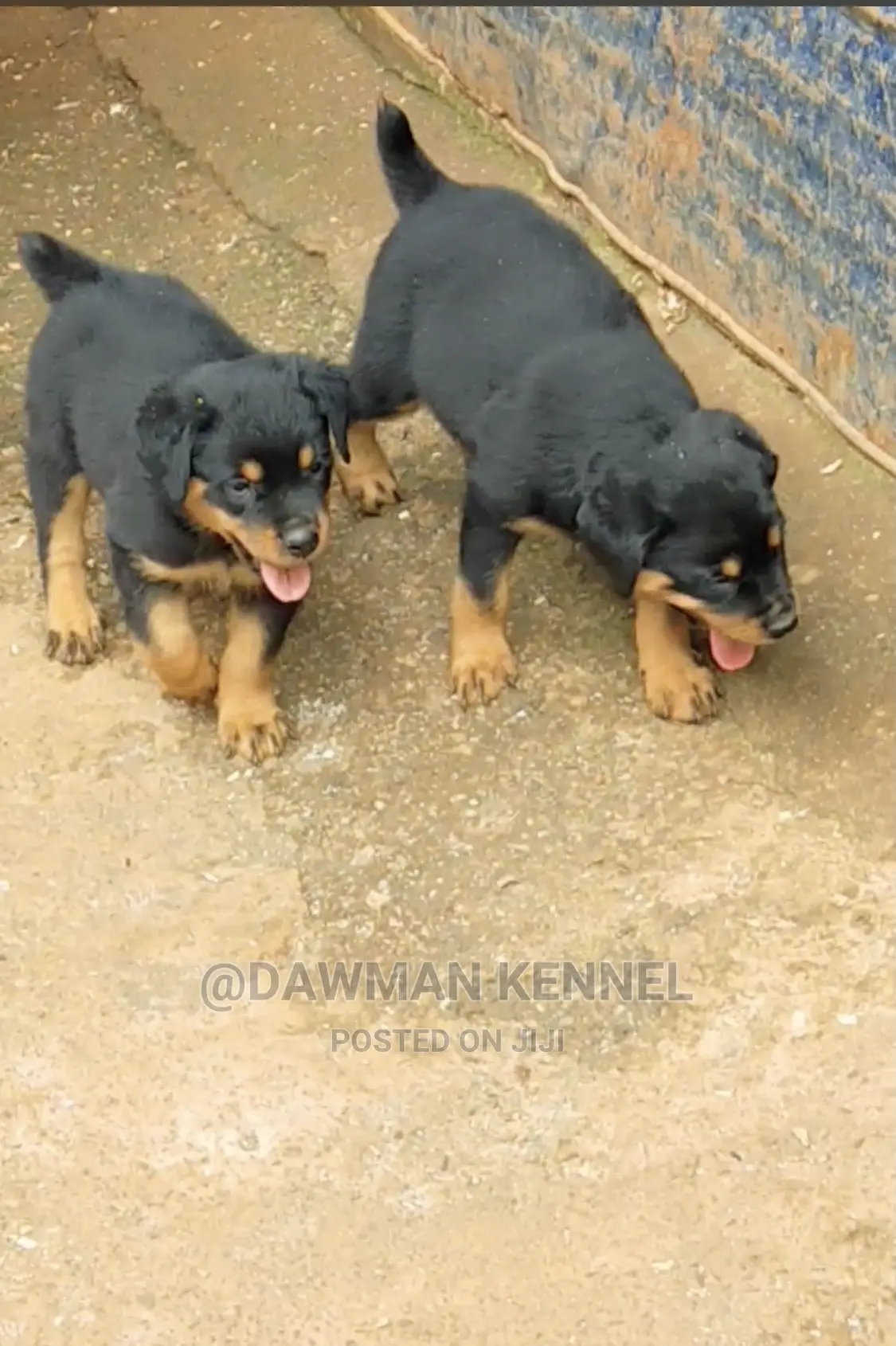 1-3 Month Male Purebred Rottweiler
