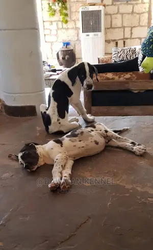 3-6 Month Female Purebred Great Dane
