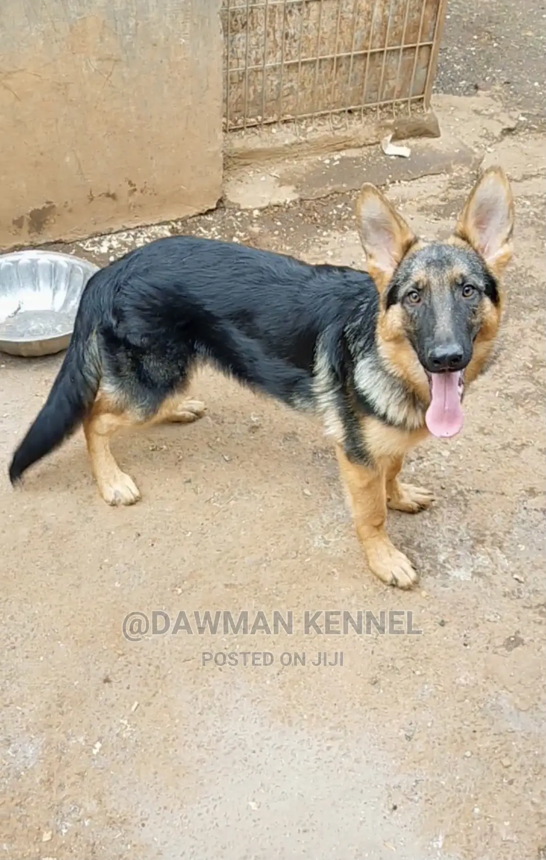 3-6 Month Male Purebred German Shepherd