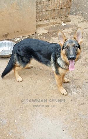 3-6 Month Male Purebred German Shepherd - thumbnail 2