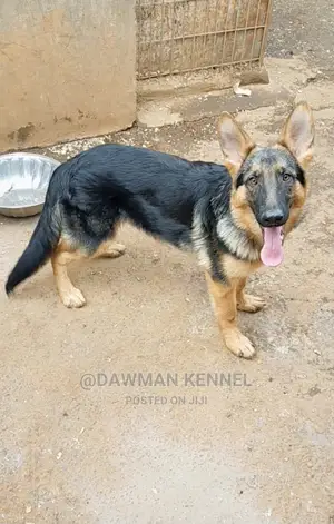 3-6 Month Male Purebred German Shepherd