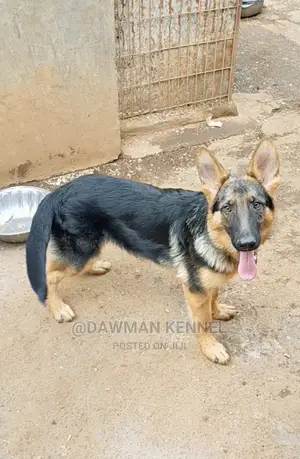 3-6 Month Male Purebred German Shepherd
