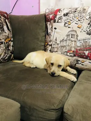 1-3 Month Male Purebred Labrador Retriever