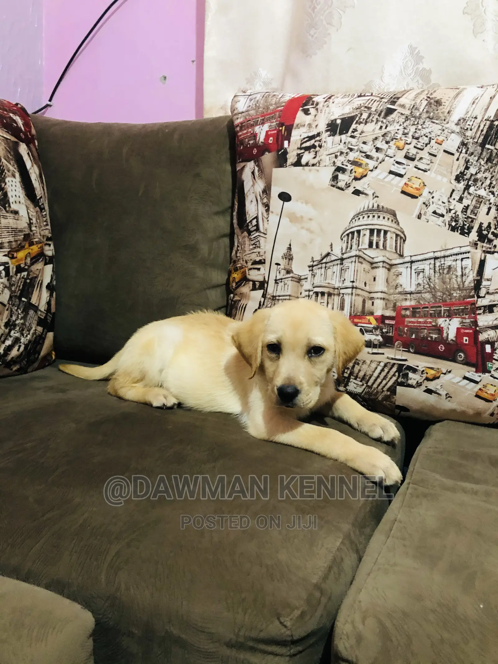 1-3 Month Male Purebred Labrador Retriever