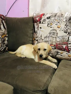 1-3 Month Male Purebred Labrador Retriever
