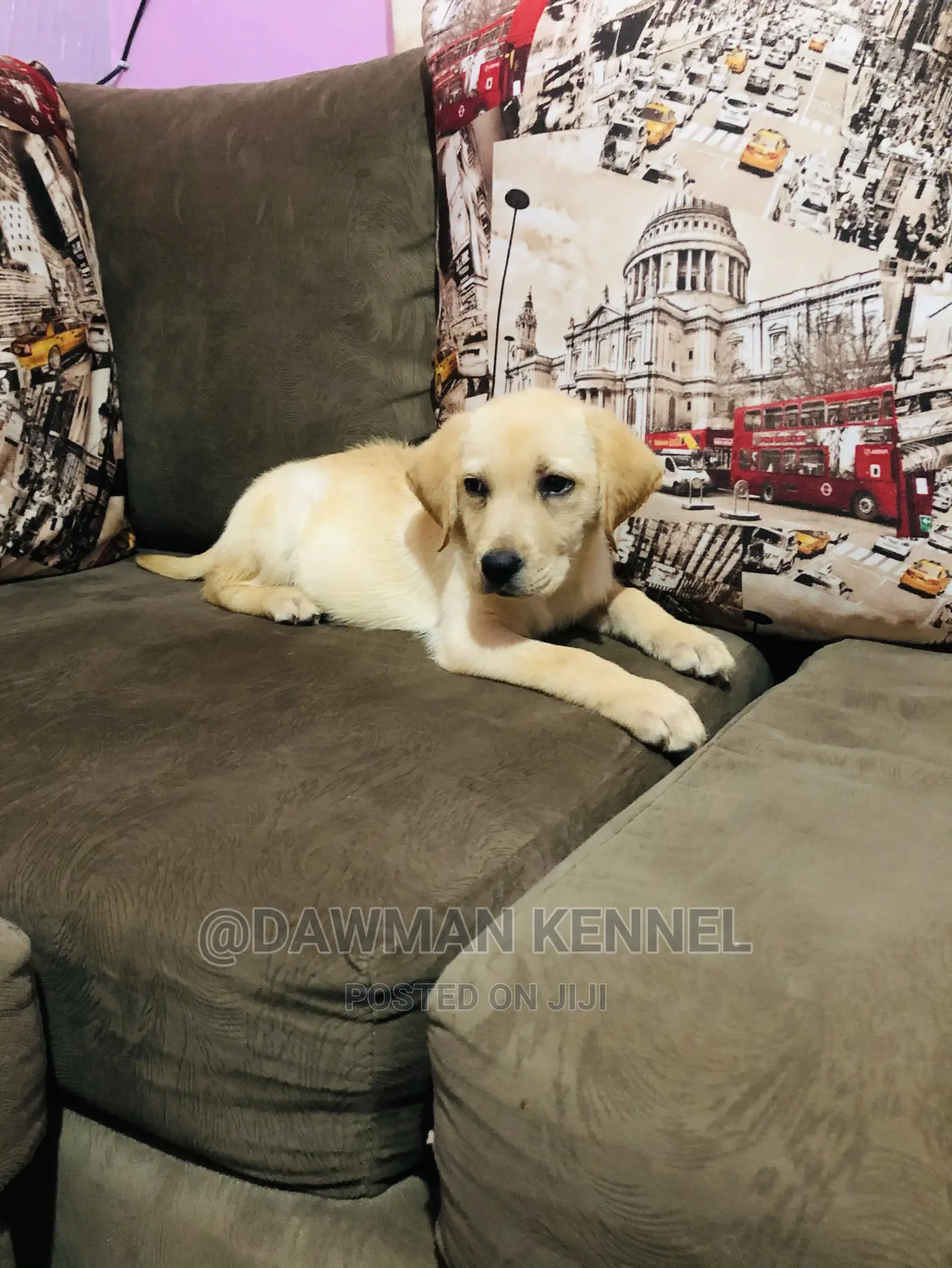 1-3 Month Male Purebred Labrador Retriever