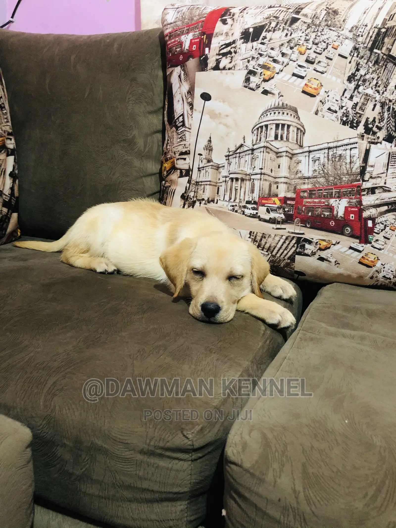 1-3 Month Male Purebred Labrador Retriever