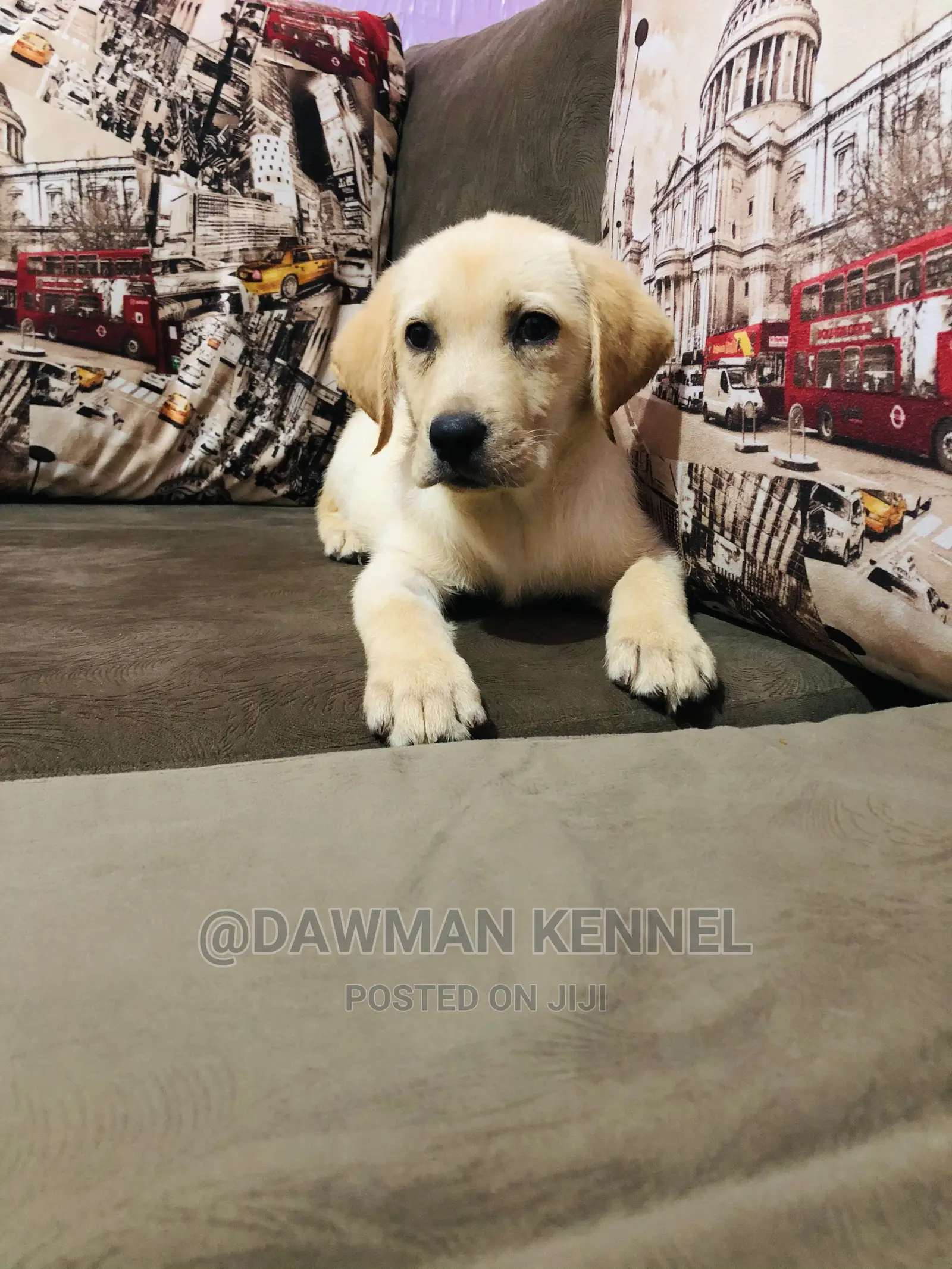 1-3 Month Male Purebred Labrador Retriever