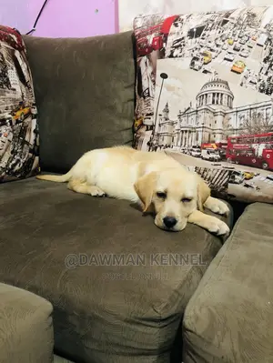 1-3 Month Male Purebred Labrador Retriever