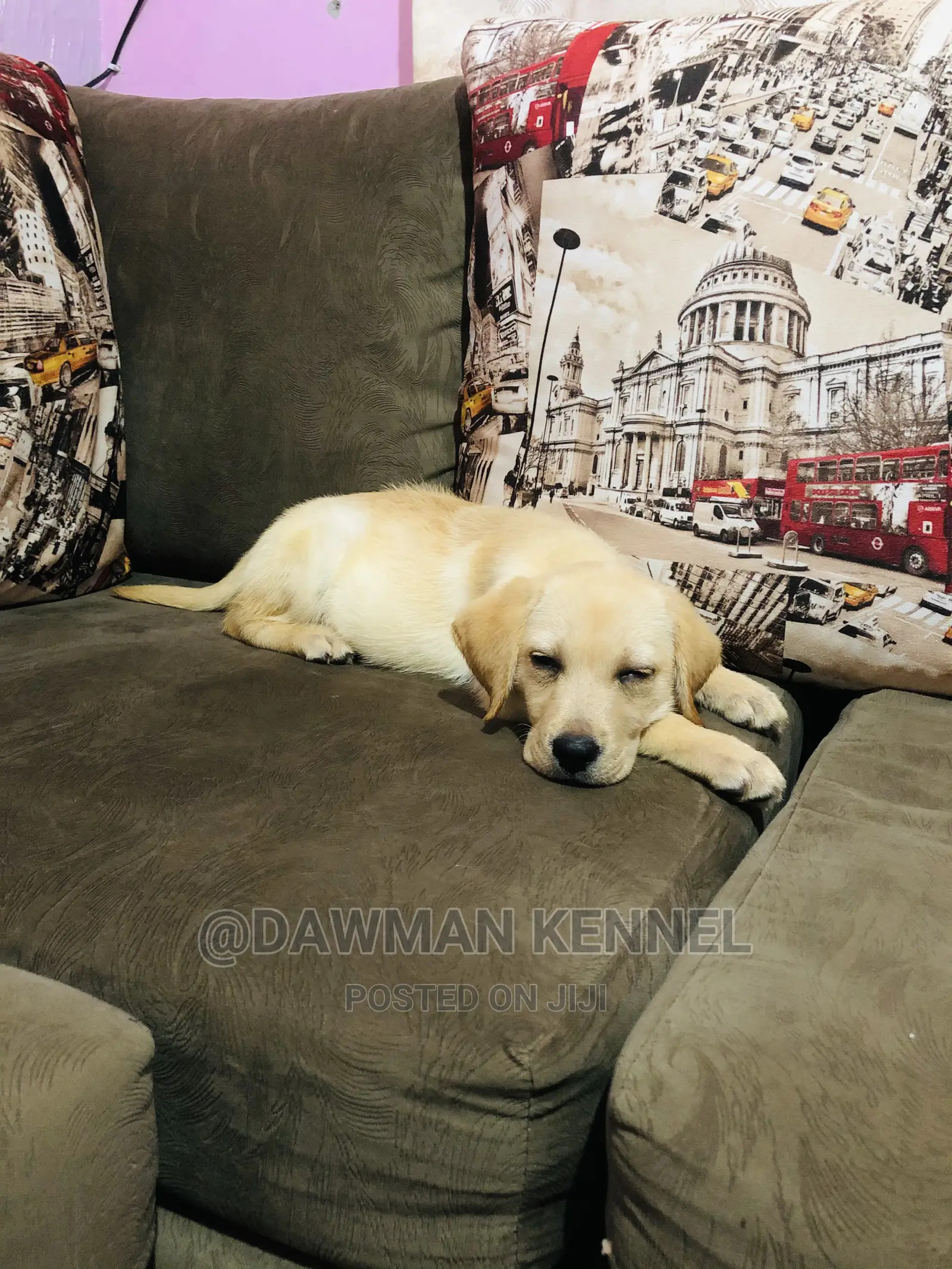 1-3 Month Male Purebred Labrador Retriever