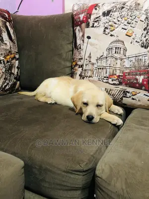 1-3 Month Male Purebred Labrador Retriever