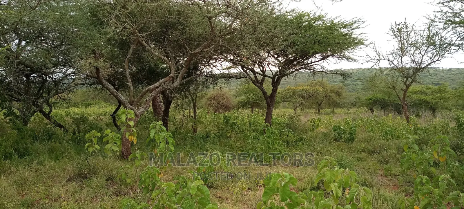 10 Acres of Beautiful Lush Land in Kajiado