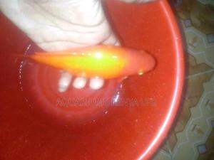 Gold Fish, Aquarium Fish - thumbnail 2
