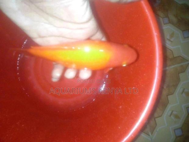 Gold Fish, Aquarium Fish - main view