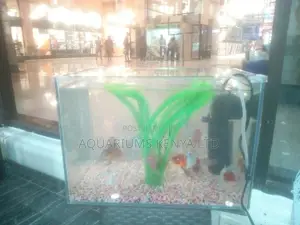 Calico Funtail Goldfish, Aquarium Fish
