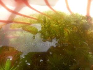 Water Snails, Aquarium Snails. - thumbnail 2