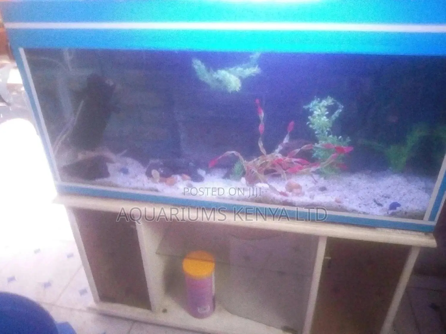 Aquarium Maintainance