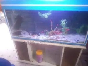Aquarium Maintainance