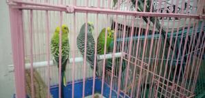 Budgies Birds - thumbnail 2