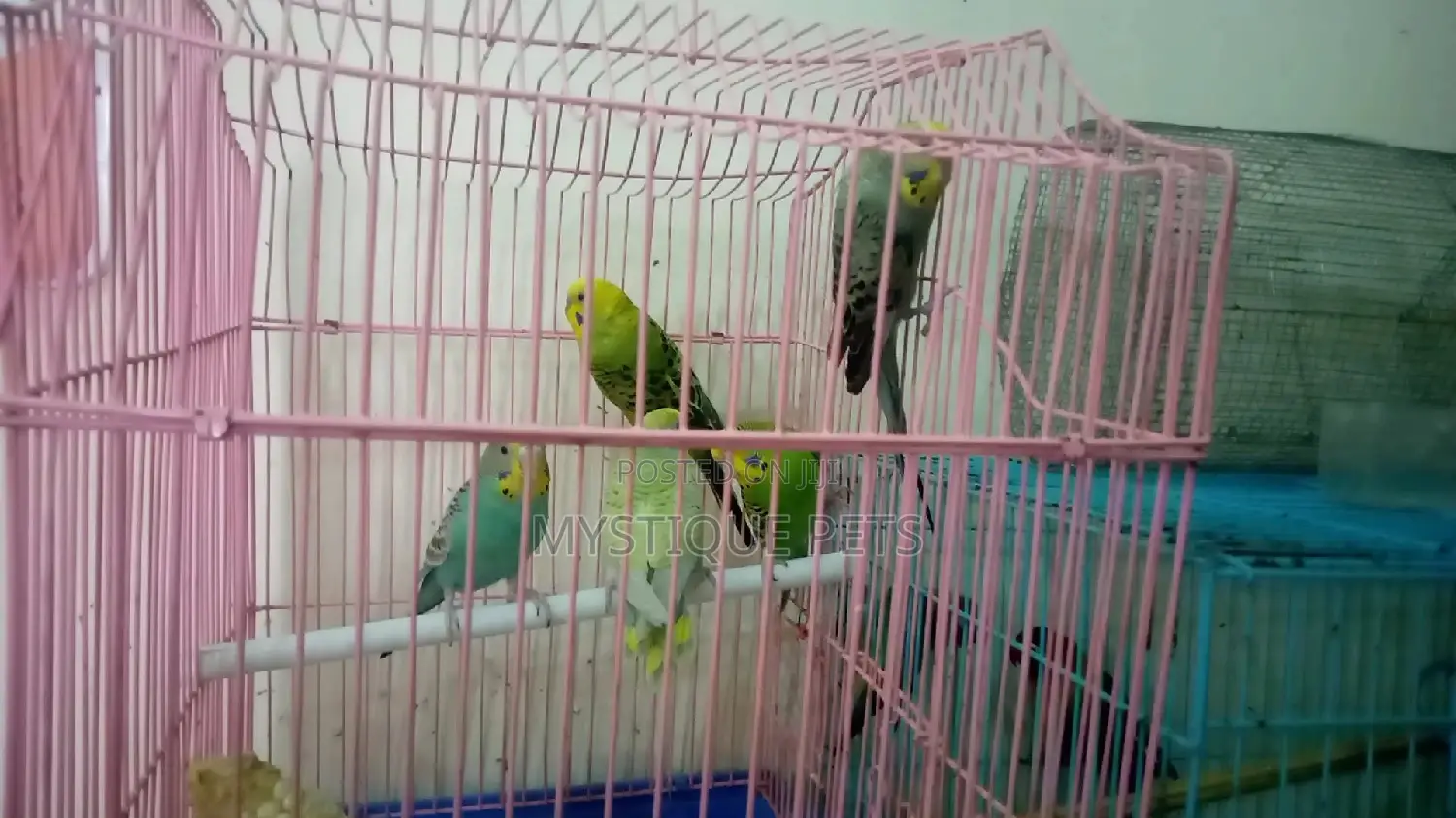 Budgies Birds