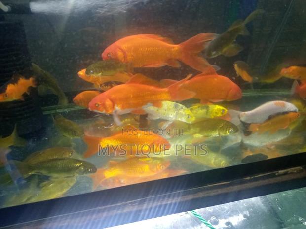 Aquarium Gold Fish - main view