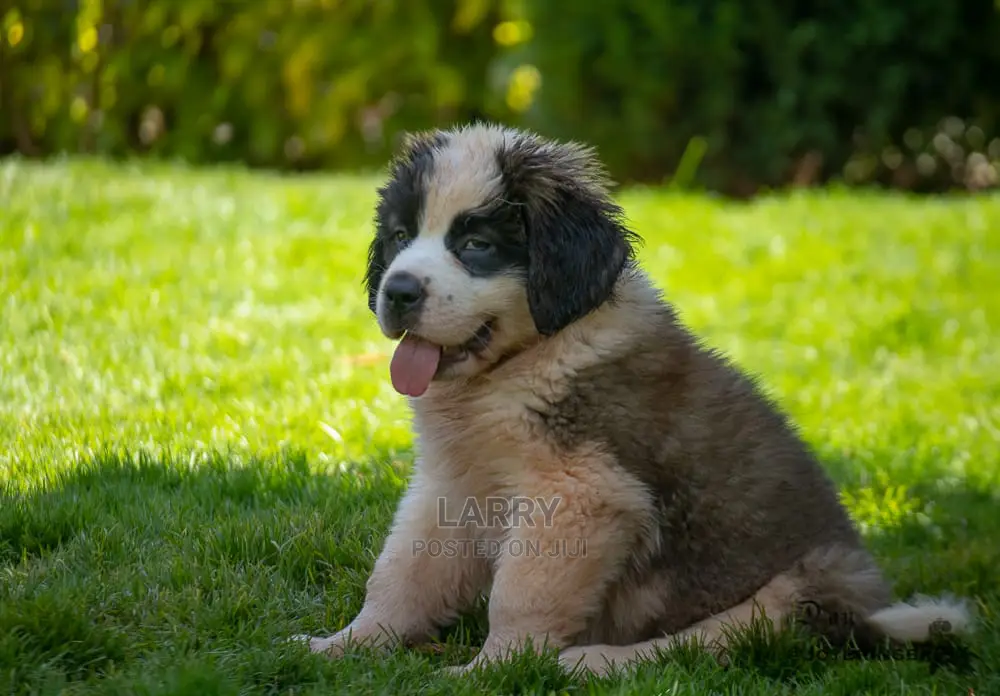 1-3 Month Female Purebred Saint Bernard