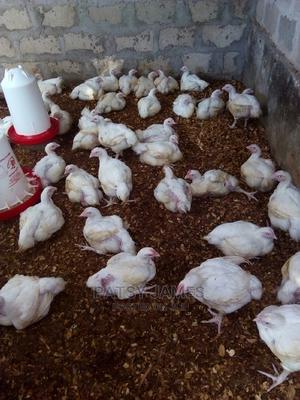 Broiler Chickens Per Bird - thumbnail 2