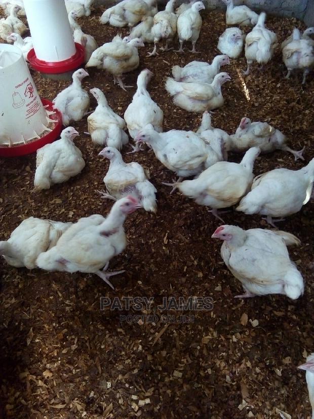 Broiler Chickens Per Bird - thumbnail 3