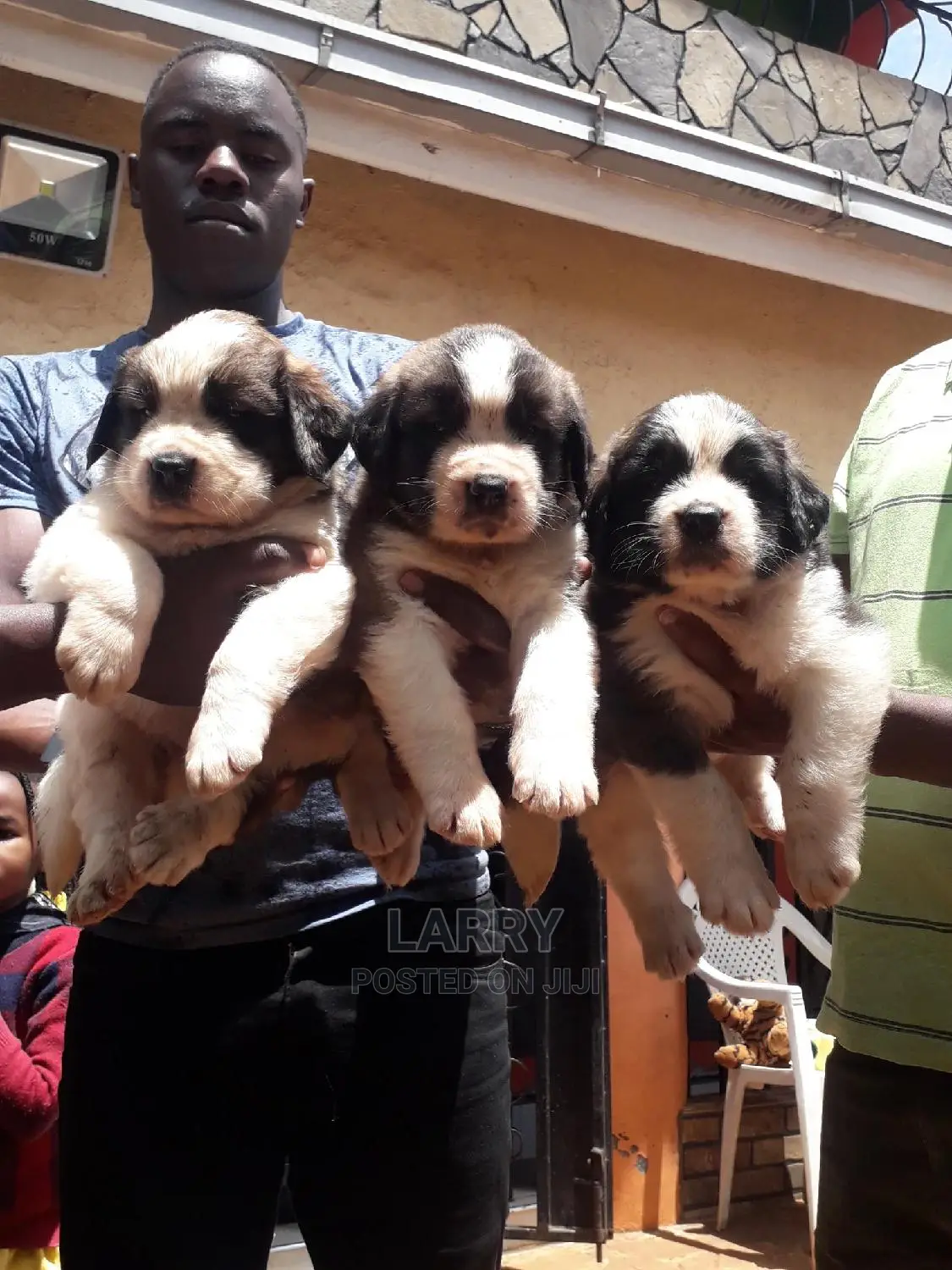1-3 Month Male Purebred Saint Bernard