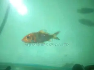 Koi, Aquarium Fish