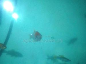 Shubunkin, Aquarium Fish - thumbnail 2