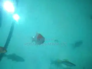Shubunkin, Aquarium Fish