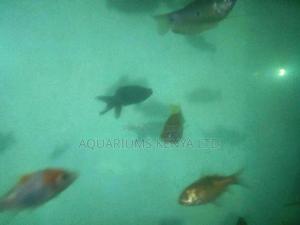 Beauty in Aquarium Fish - thumbnail 2
