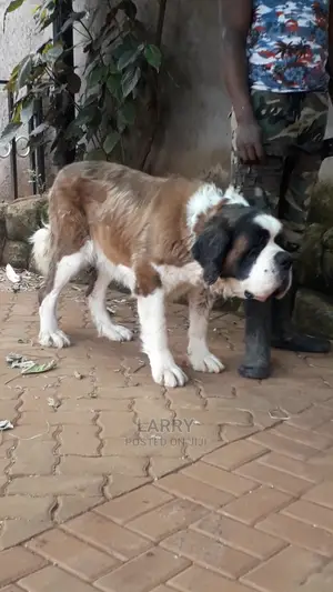 1+ Year Female Purebred Saint Bernard