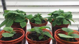 KIWI Fruit Seedlings - thumbnail 2