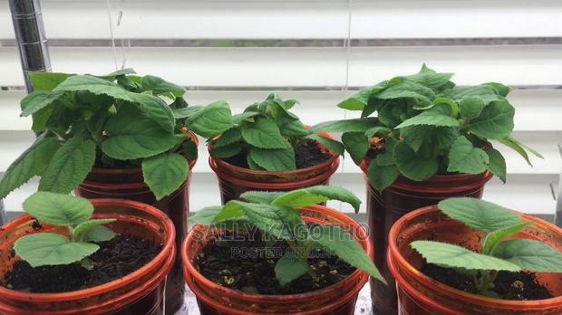 KIWI Fruit Seedlings - main view