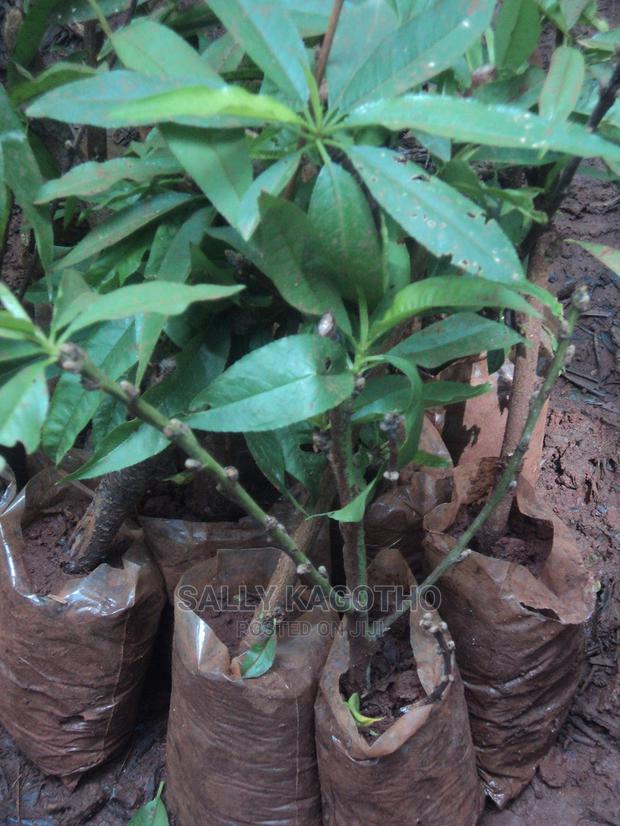 Peaches Seedling - main view