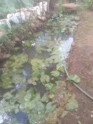 Water Lilly,Best for Your Aquarium or Compund Fish Pond