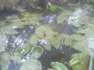 Live Water Plants, Water Lilly, Live Plants